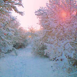 Утренний лес.