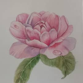 Розовая камелия