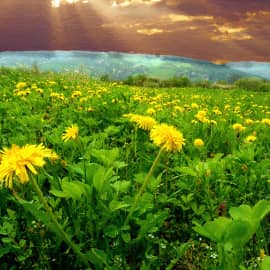 лохматые одуванчики