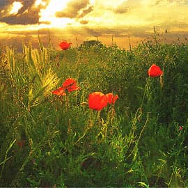 Солнечные маки