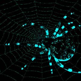 Ночной охотник