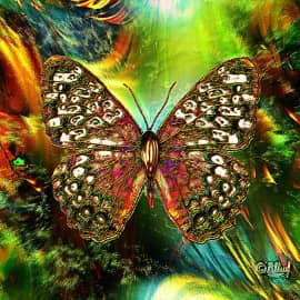 Редкая бабочка