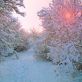 Утренний лес.