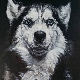 Сибирский хаски