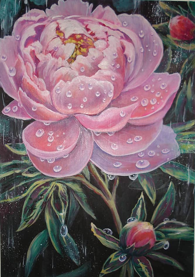 Пион в каплях дождя.