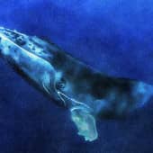 Одинокий Синий кит