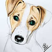 Джек-рассел