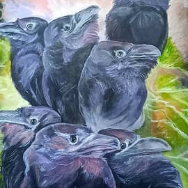 Островные вороны ранним утром.