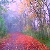 Осенние туманы.