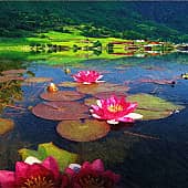 Далёкий берег., художник Alex-08