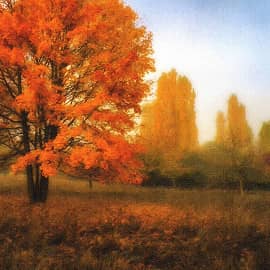 осенняя листва.2