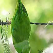 Воробьиный попугай