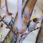 Свиристели на закате солнца.