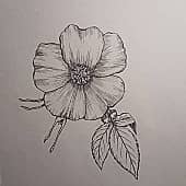 Нежный цветок