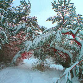 В дремучем лесу.