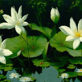 Белые лилии на пруду