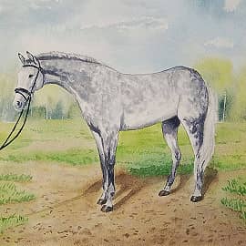 Серая кобылка