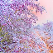 Зимние ягоды.