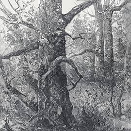 Деревья в Лесу