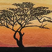 Дерево Африки