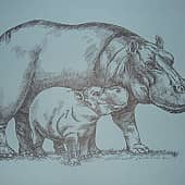 Бегемотики