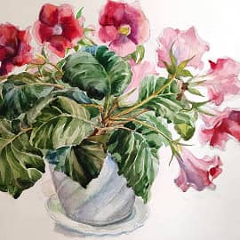 Глоксиния в цвету