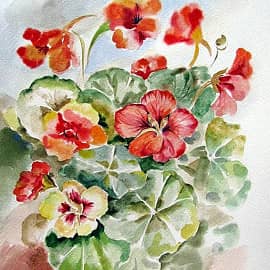 Настурция акварельная