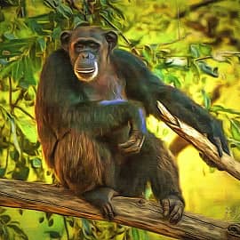 Животные 047