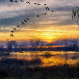 Перелётные стаи.