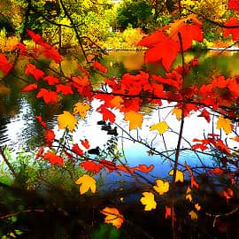 Плывут утки