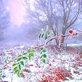 Колючий мороз.