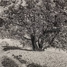 Дерево у дороги