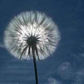 одуванчик(фотография)