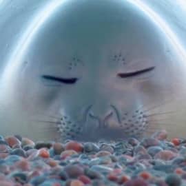 Животные 028