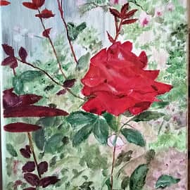 Розы в моем саду