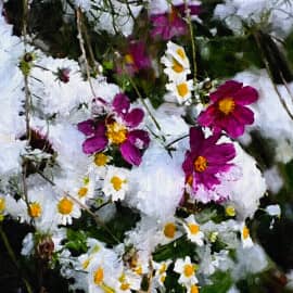 Ранняя зима