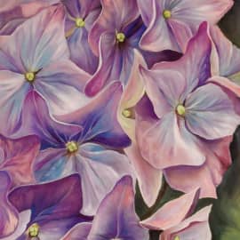 Цветы  Гортензии