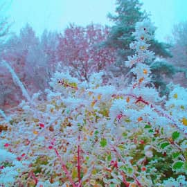 Зима подкралась.