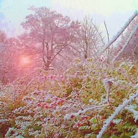 морозный рассвет-2