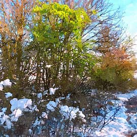 Снежная весна.