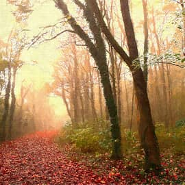 рассветный туман