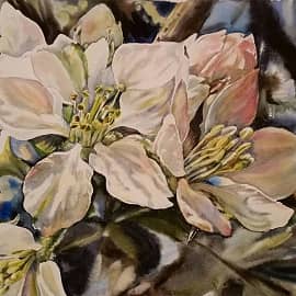 Цветение миндаля