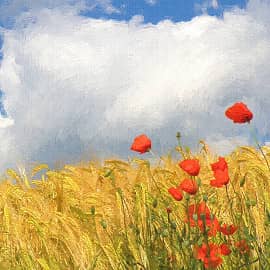 маки на фоне облаков