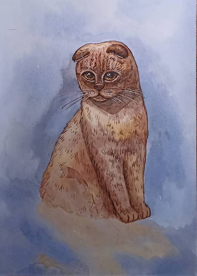 Шотландская вислоухая кошка