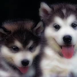 Животные 010