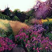 Осенние цветы.