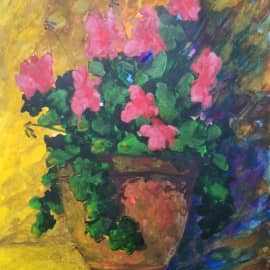 Пеларгония в горшке