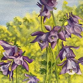 Аквилегия. 2.