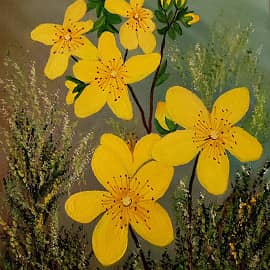 Зверобой. Полевые цветы