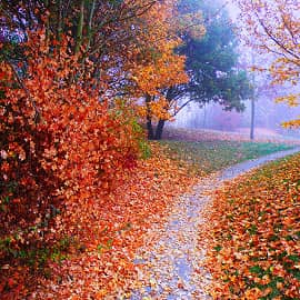 Осенние тропинки.